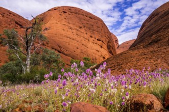 The Australian Outback comes to live when colorful wilflowers cover the dry ground at Valley of the