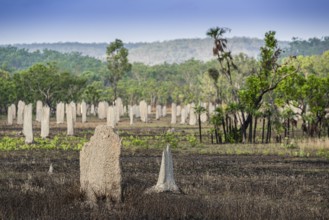 Construction of compass termites (Amitermes meridionalis), Litchfield National Park, Northern
