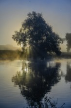 A tree reflected in the water at sunrise surrounded by fog, Danube, Bogen, Lower Bavaria