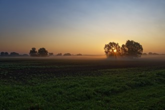 Green field in morning light with trees and soft fog, sunrise, field near Blengow, Rerik,