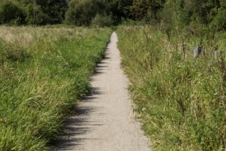 Hiking trail through summery wet meadows in the Düngelau Feld nature reserve in the Eidelstedter