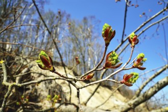 Spring. Poplar buds (lat. Pópulus) close up