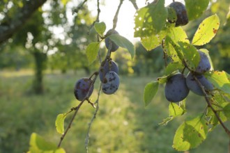 Plums ready for harvest hanging on a tree, in Hohenloher Land, fruit harvest, fruit, plum,