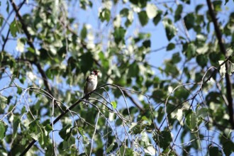 Goldfinch, Saxony, Germany, Europe