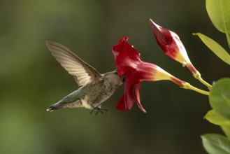 Anna's hummingbird (calypte anna) enjoying the red mandevilla