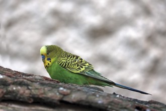 Budgerigar, (Psittaculidae), green
