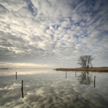 Morning atmosphere on the Szczecin Lagoon near Altwarp in winter, reed belt and bare trees on the