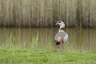 Egyptian goose (Alopochen aegyptiaca), male standing at the edge of a pond, Texel, West Frisian