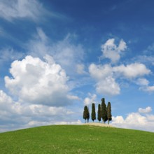 Group of trees, cypresses on hill in green field under blue sky with cumulus clouds, Province of
