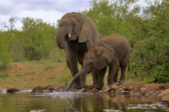 African elephant (Loxodonta africana), adult, male, bull, young animal, young bull with young
