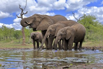 African elephant (Loxodonta africana), adult, juvenile, group, at the water, drinking, Kruger