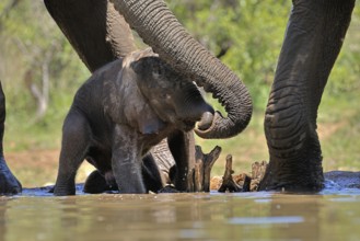 African elephant (Loxodonta africana), young animal, with mother, baby elephant, calf, at the