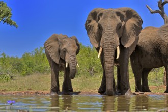 African elephant (Loxodonta africana), adult, female, mother, half-grown young, mother with