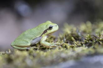Tree frog (Hyla arborea), Lower Saxony, Germany, Europe