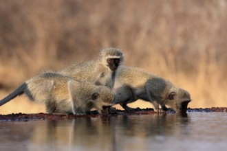 Vervet Monkey (Chlorocebus pygerythrus), adult, three animals, group, drinking, at the water,