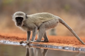 Vervet Monkey (Chlorocebus pygerythrus), adult, drinking, at the water, Kruger National Park,