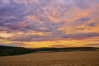Wide landscape with wheat field (Triticum), at sunset, the sky is coloured with purple and orange