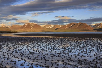 Fjord, low tide, stones, mountains, evening light, cloudy mood, Thingeyri, Westfjords, Iceland,