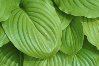 Several green hosta leaves, with a slightly shiny surface, in spring, Germany, Europe