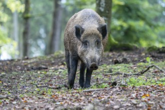 Wild boar (Sus scrofa), boar, Vulkaneifel, Rhineland-Palatinate, Germany, Europe