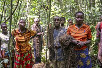 Pygmies of the Baka or BaAka people with their hunting nets in the forest, Dzanga-Sangha Special