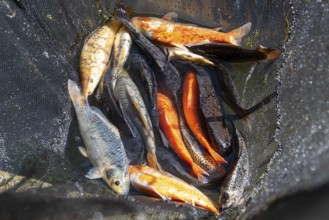 Various koi carp lying together in a net, Germany, Europe