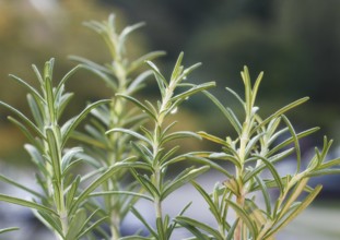 Rosemary (Salvia rosmarinus), with water droplets, North Rhine-Westphalia, Germany, Europe