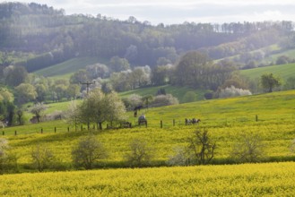 Flowering fields near Karsdorf in the Eastern Ore Mountains, Karsdorf, Saxony, Germany, Europe