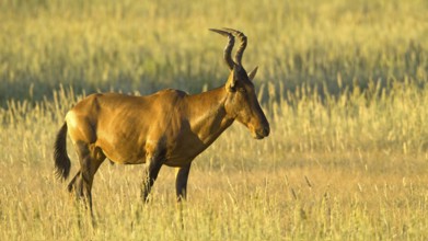 Red hartebeest (Alcelaphus buselaphus) Red hartebeest in the grasslands of the Kalahari South