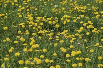 Dandelion meadow, dandelion, Leontodon, Taraxacum sec. Ruderalia, Asteraceae, Federal Republic of