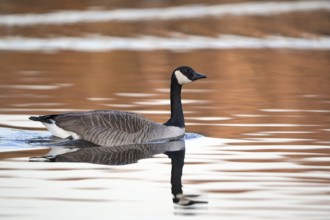 Canada goose (Branta canadensis), with reflection from the bank in the water, subsidence area,