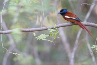 Senegal Paradise Flycatcher, (Terpsiphone rufiventer), Brufut woods, Brufut, South Bank, Gambia,