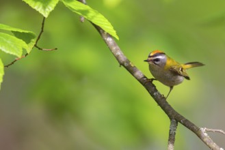 Goldcrest, Regulus ignicapillus, Luce, Mountain area, Luce, Styria, Slovenia, Europe