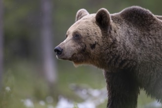 Brown bear (Ursus arctos) in the Finnish taiga, Kuusamo, Finland, Europe