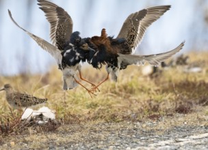 Ruff (Calidris pugnax) two males in breeding plumage at lek, fighting over female, Pokka, Finnish