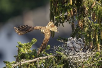 Common kestrel (Falco tinnunculus), young bird not yet able to fly, Vulkaneifel,
