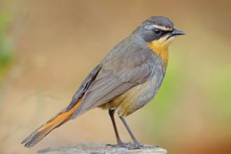 Cossypha caffra, family of flycatchers, Underberg surroundings, Underberg, KwaZulu-Natal, South