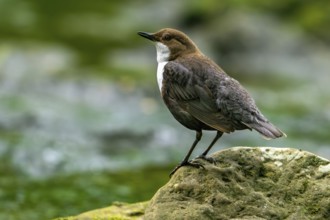 White-throated dipper, Central European dipper (Cinclus cinclus aquaticus) resting on rock in
