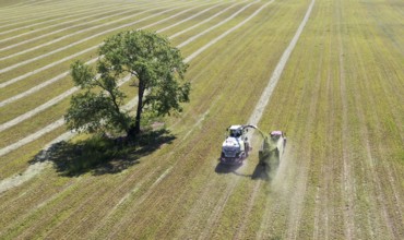 Aerial view of forage harvesting on an organic farm. A forage harvester transports the chopped