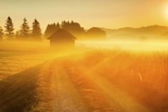 Golden morning light streams through fields of fog and the Rothenthurm high moor, Schwyz,