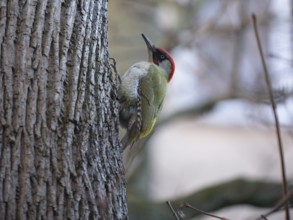European green woodpecker (Picus viridis) on a tree trunk