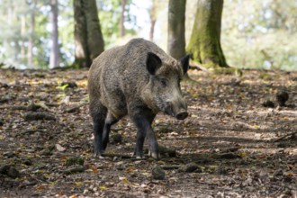 Wild boar (Sus scrofa), boar, Vulkaneifel, Rhineland-Palatinate, Germany, Europe