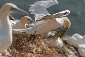 Northern gannet (Morus bassanus), offshore island of Heligoland, North Sea, Pinneberg district,