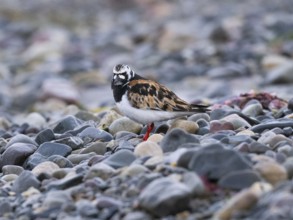 Ruddy Turnstone (Arenaria interpres), adult, summer plumage, resting on the seashore, Varanger,