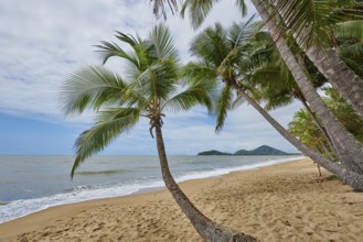 Landscape of Clifton Beach with coconut palms in spring, Queensland Australia