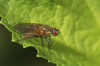 A flower fly (Anthomyiidae) sitting on a large green leaf, Baden-Württemberg, Germany, Europe