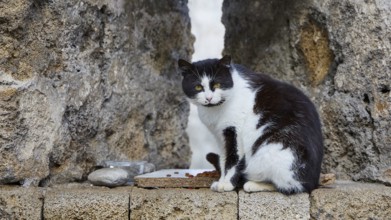 Black and white cat sits in front of a stone wall and looks attentively, next to it a bowl of food,