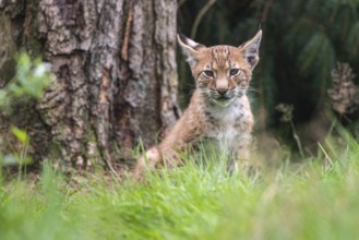 Young lynx (Lynx lynx) in the forest, Haltern, North Rhine-Westphalia, Germany, Europe