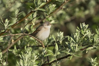 Common whitethroat (Sylvia communis), on a perch, Lake Neusiedl National Park, Burgenland,