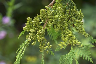 Seed stand on a branch of the arborvitae (Thuja), Bavaria, Germany, Europe